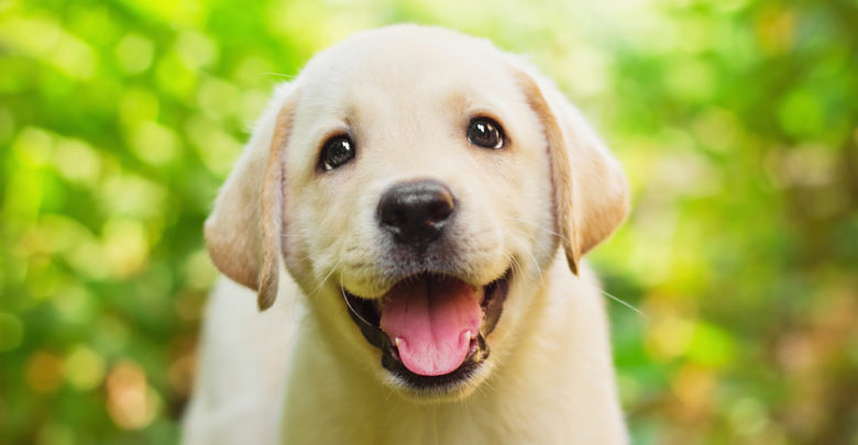 5 Top Items on Your Checklist for A New Puppy