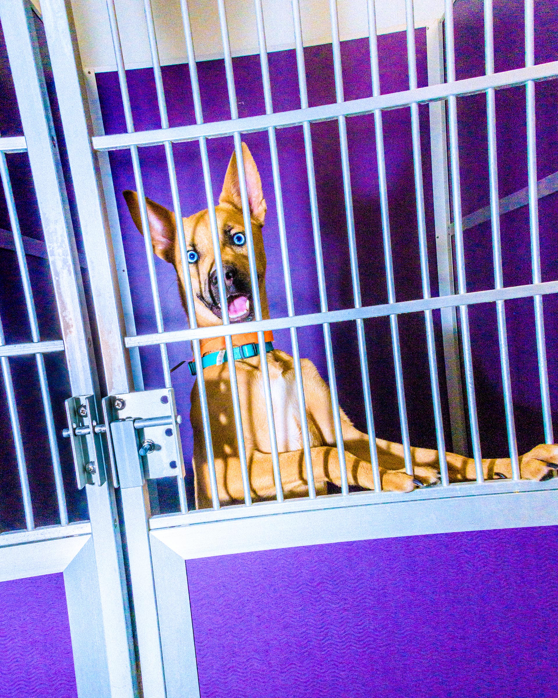 How America Saved Millions of Pets—By Moving Them