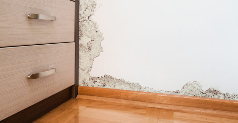 7 Steps to Take After Spotting Mold in Your House