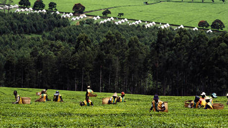 FILE PHOTO. Tea pickers in fields at work in Kericho, Kenya.