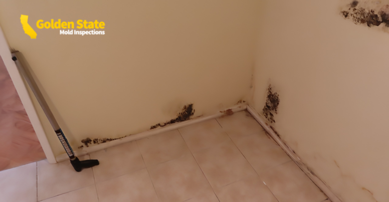 Can Mold Toxicity Cause High CRP?